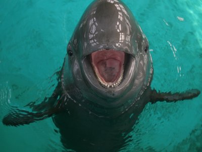 Yangtze Finless Porpoise