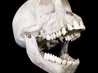 Yellow Baboon