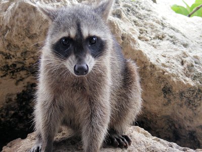 Yucatan Raccoon