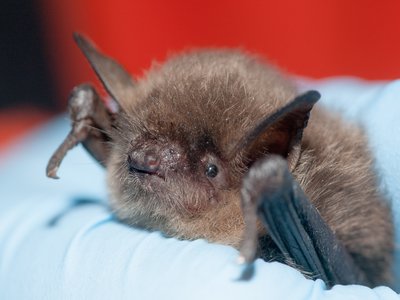 Yuma Myotis
