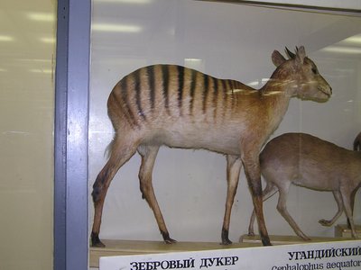 Zebra Duiker