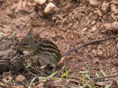 Zebra Mouse