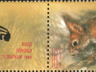 Zebra Squirrel