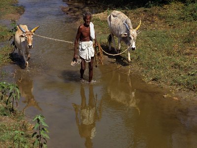 Zebu