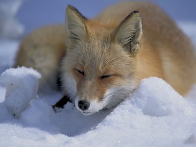 Zorro Fox