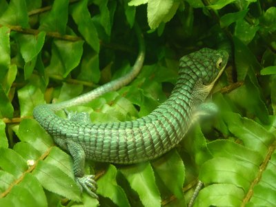 Abronia graminea