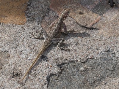 Acanthocercus