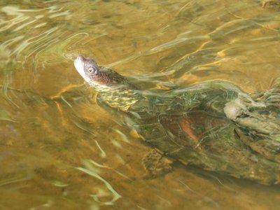 Acanthochelys pallidipectoris