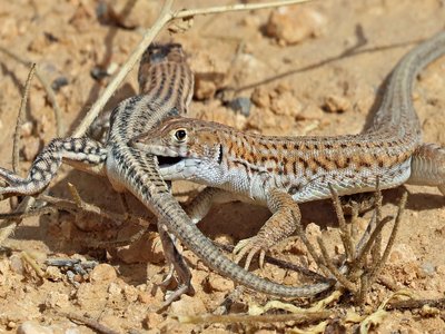 Acanthodactylus boskianus
