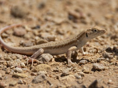 Acanthodactylus erythrurus