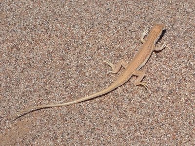 Acanthodactylus opheodurus