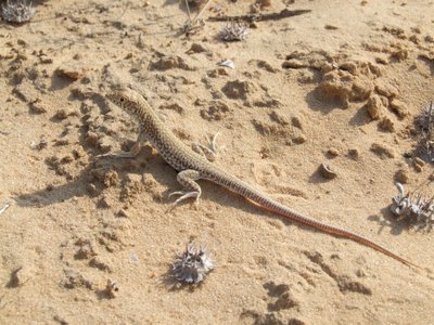 Acanthodactylus scutellatus