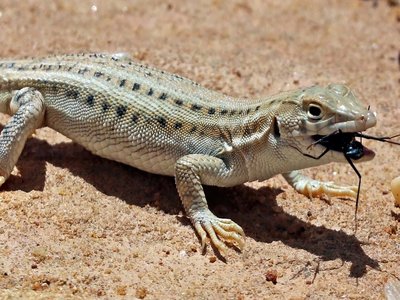 Acanthodactylus