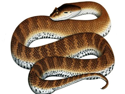 Acanthophis antarcticus