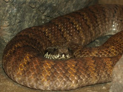 Acanthophis praelongus