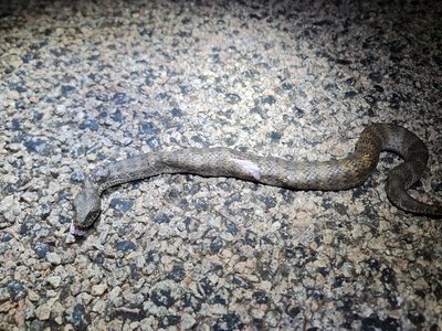 Acanthophis
