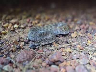 Acanthophis woolfi