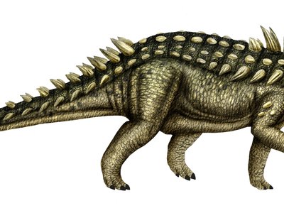Acanthopholis