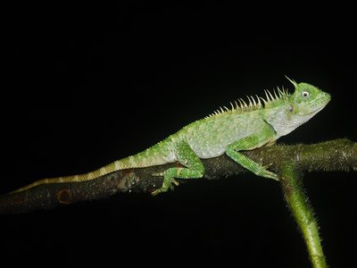 Acanthosaura armata