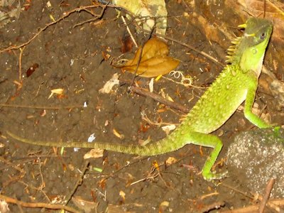 Acanthosaura capra