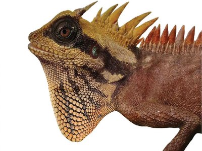Acanthosaura nataliae