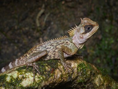 Acanthosaura