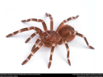 Acanthoscurria geniculata