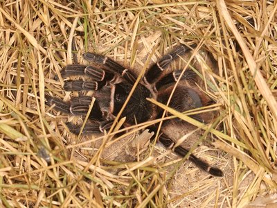 Acanthoscurria juruenicola