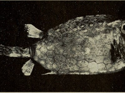 Acanthostracion guineensis