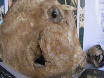 Acanthostracion quadricornis