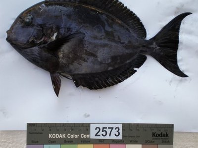 Acanthurus albipectoralis