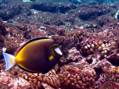Acanthurus japonicus
