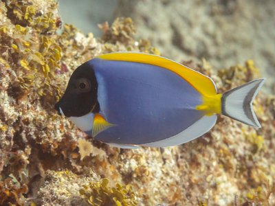 Acanthurus leucosternon