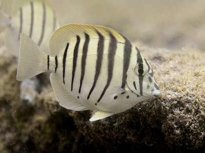 Acanthurus