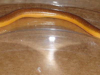 Acontias percivali