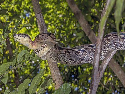 Acrantophis madagascariensis