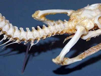 Acrochordus javanicus