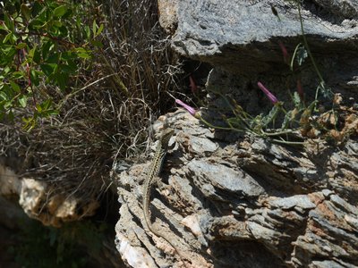 Aegean Wall Lizard