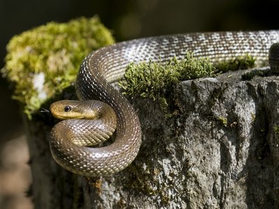 Aesculapian Snake