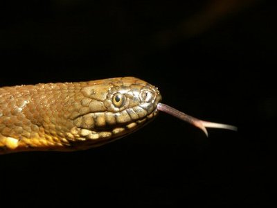 Afronatrix anoscopus