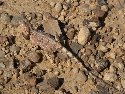 Agama