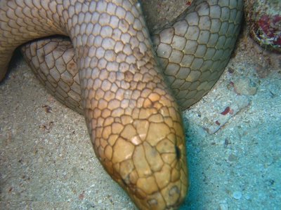 Aipysurus laevis