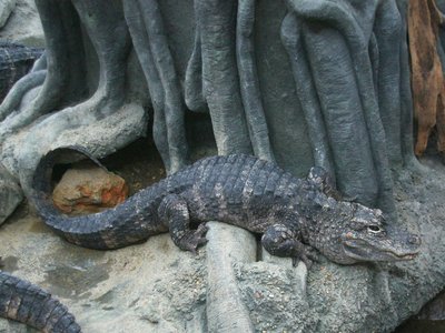 Alligator sinensis