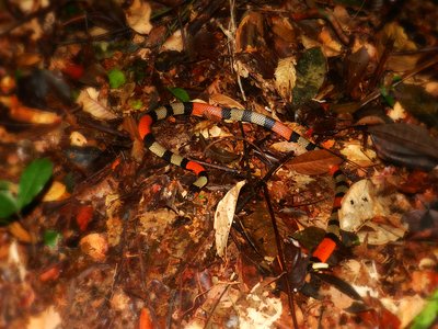 Amazonian Coral Snake