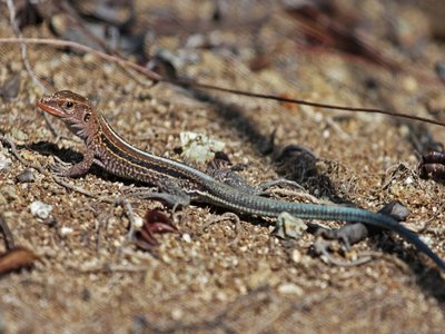 Ameiva auberi