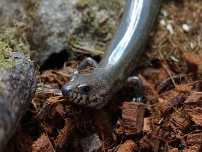 Amphiglossus reticulatus