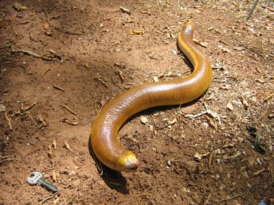 Amphisbaena alba