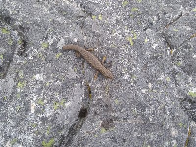Anadia bogotensis