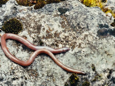 Anelytropsis papillosus