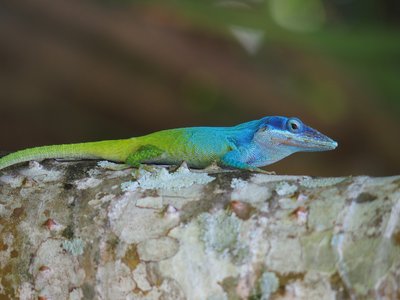 Anolis allisoni